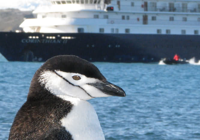 Penguin Isl beach